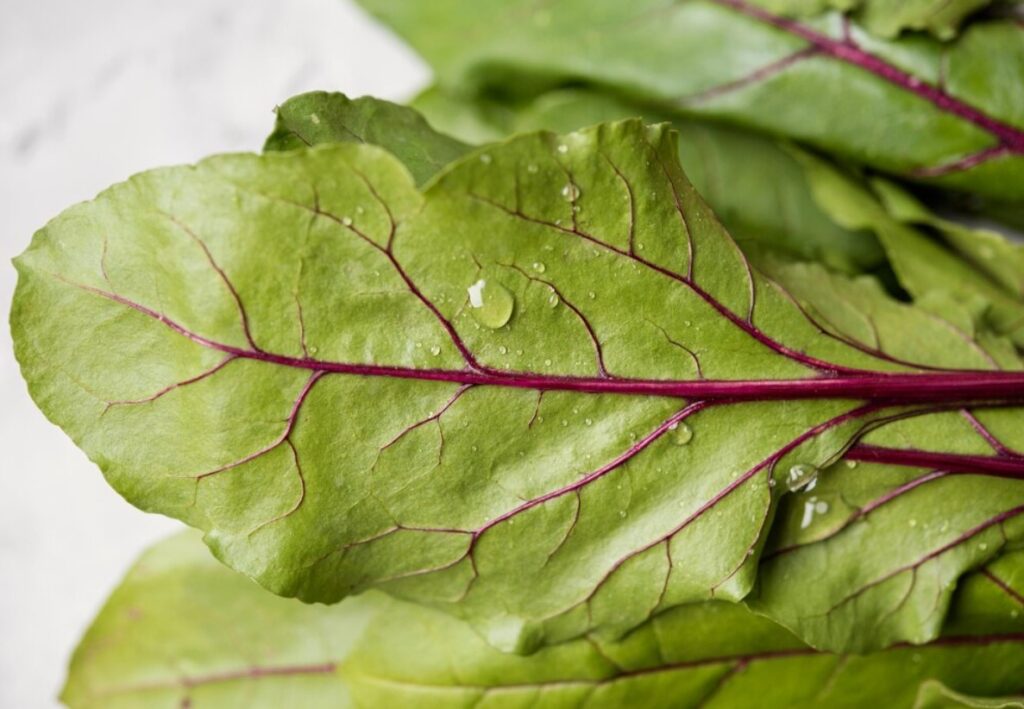 Is Chard Good for Diabetes
