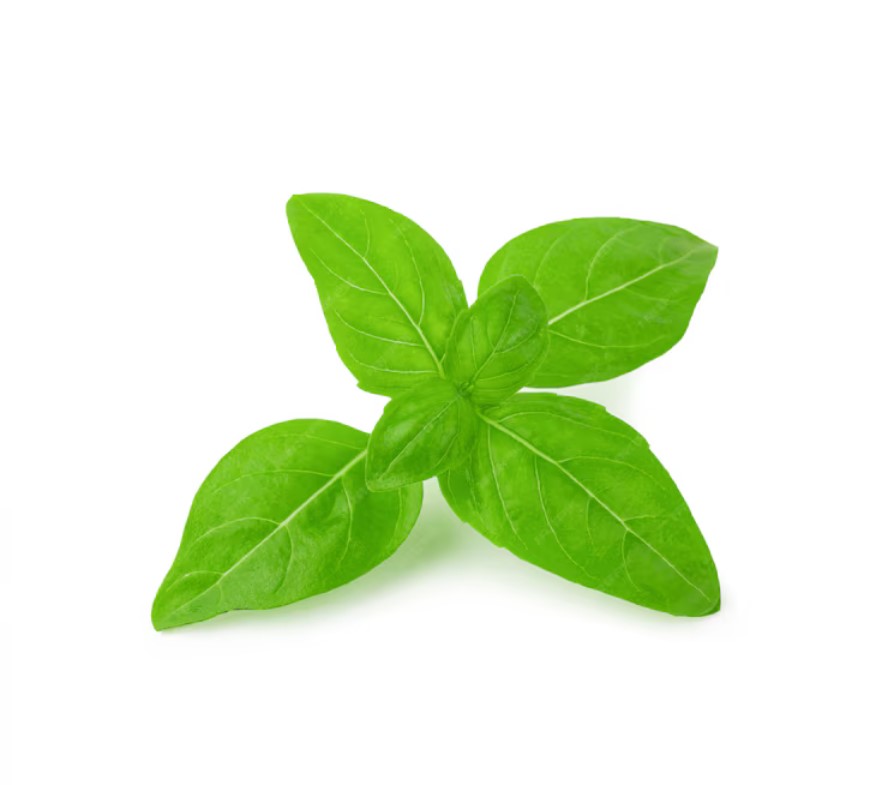 Is-basil-good-for-diabetes