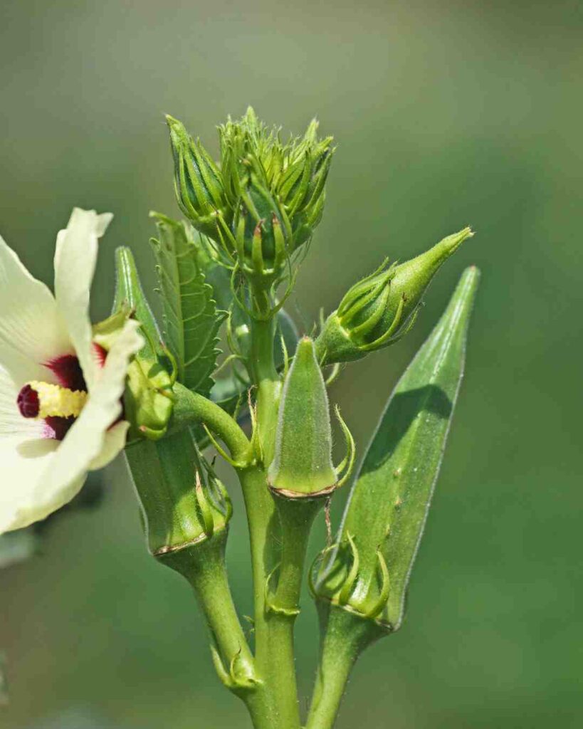 Is Okra Good for Diabetes
