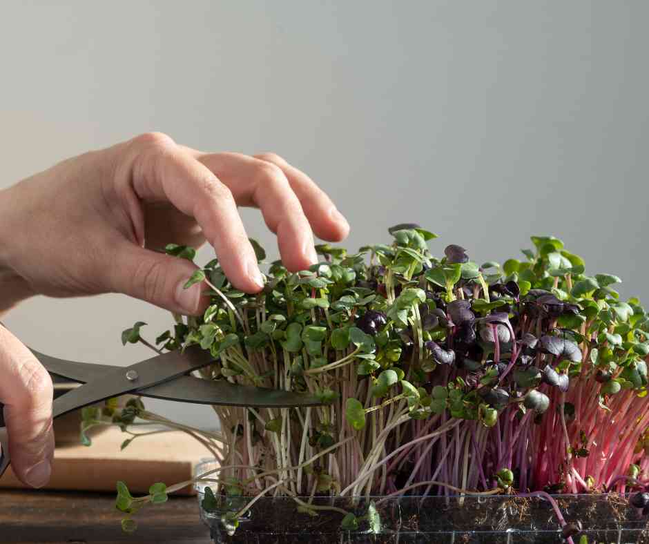 is sprouts good for diabetes